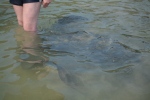 Hubby's leg and Giant Ray